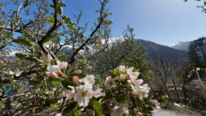 melodies-crown-cottages-batseri-sangla