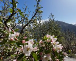 melodies-crown-cottages-batseri-sangla